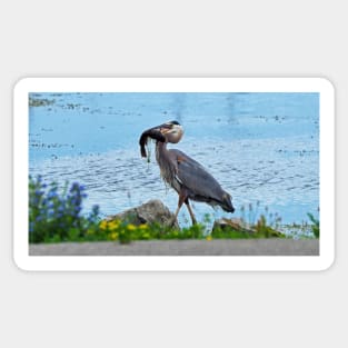 Great Blue Heron Carrying a Fish Sticker